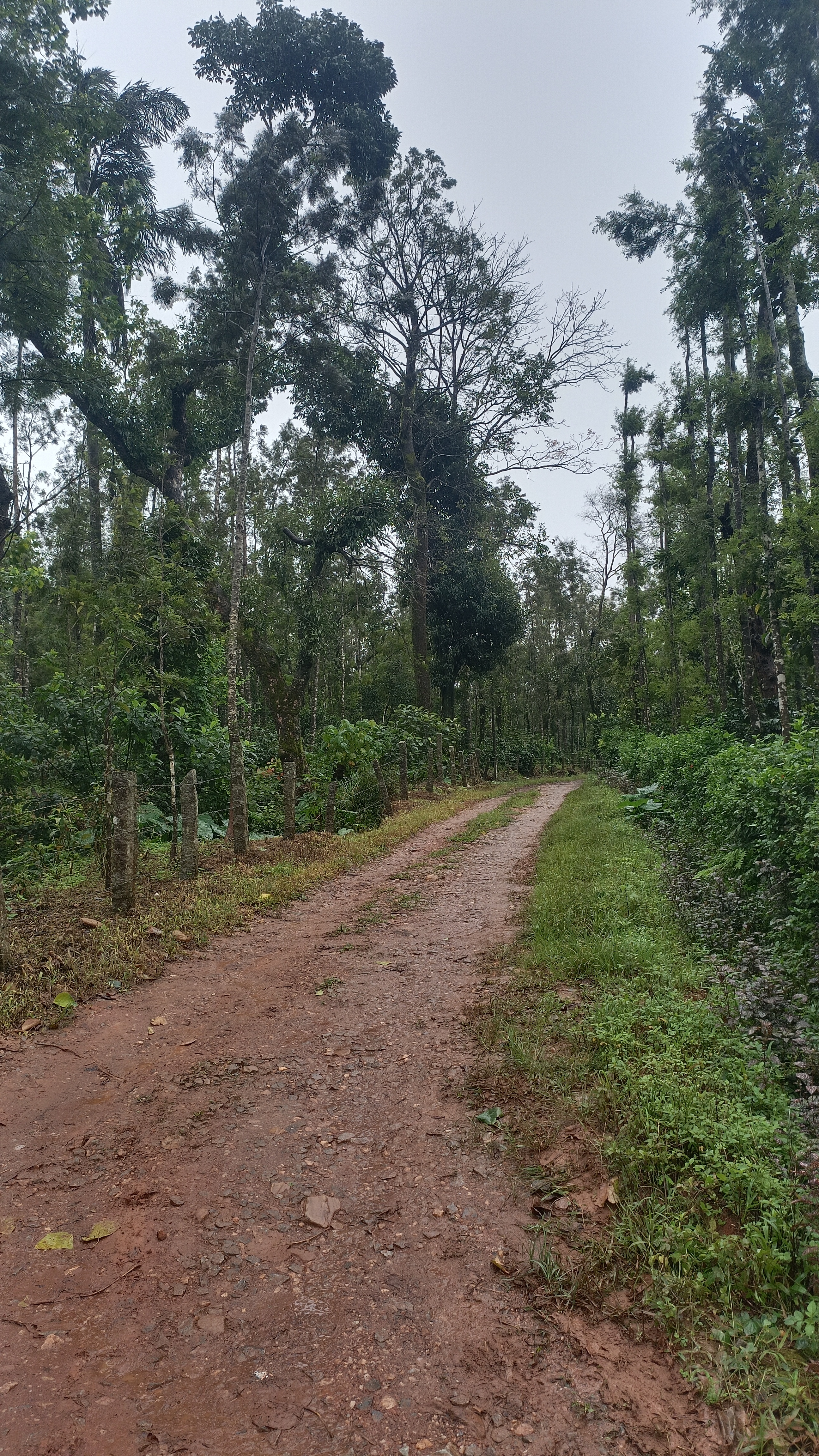 Surrounding Nature
